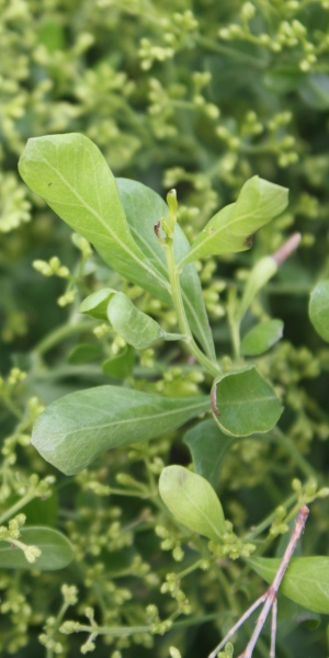 Baccharis dioica