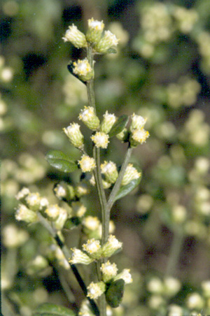 Baccharis glomeruliflora