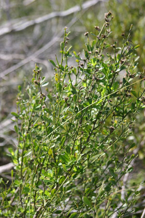 Baccharis glomeruliflora