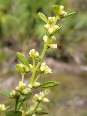 Baccharis glomeruliflora