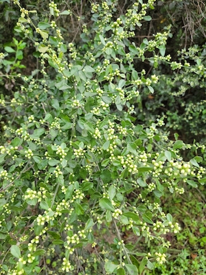 Baccharis glomeruliflora