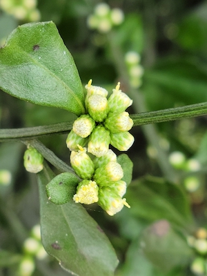 Baccharis glomeruliflora