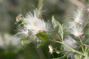 Baccharis halimifolia