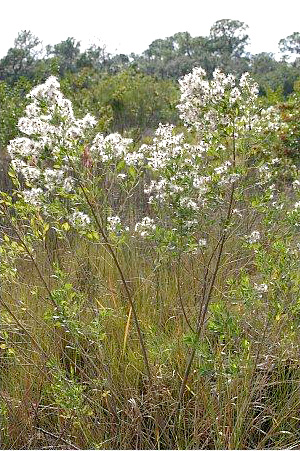 Baccharis halimifolia