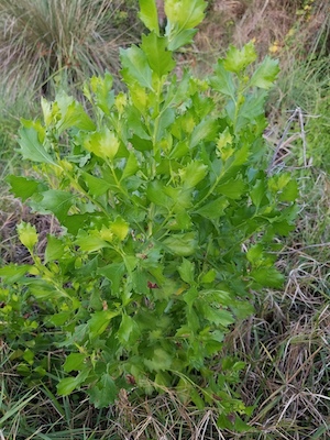 Baccharis halimifolia