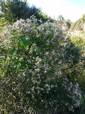 Baccharis halimifolia