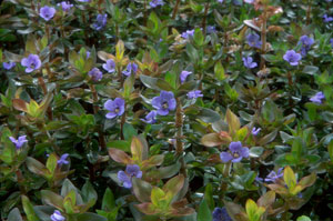 Bacopa caroliniana