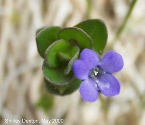 Bacopa caroliniana