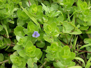 Bacopa caroliniana