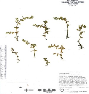 Bacopa innominata