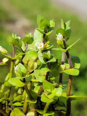 Bacopa innominata