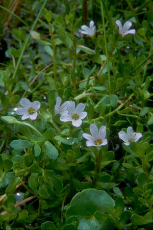 Bacopa monnieri