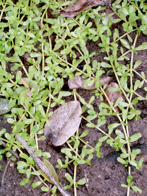 Bacopa monnieri