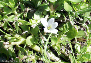 Bacopa monnieri