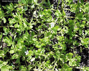 Bacopa monnieri