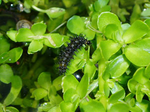 Bacopa monnieri