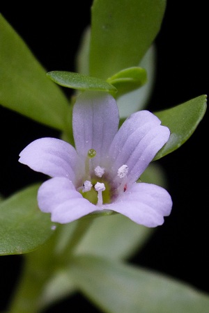 Bacopa monnieri