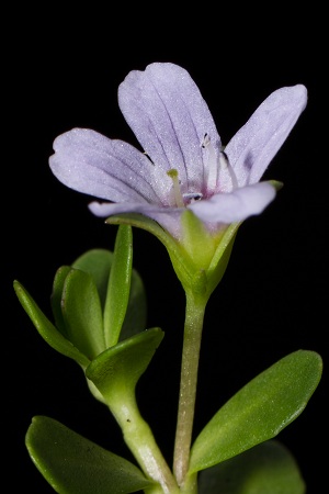 Bacopa monnieri