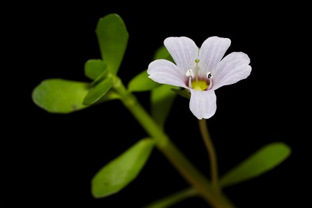 Bacopa monnieri