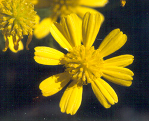 Balduina angustifolia