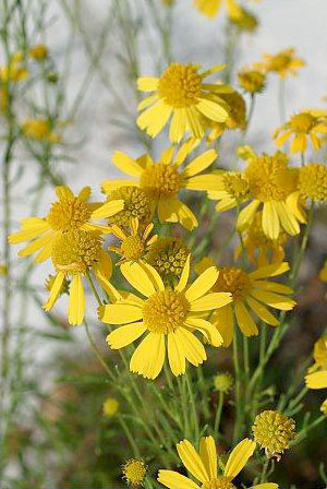 Balduina angustifolia