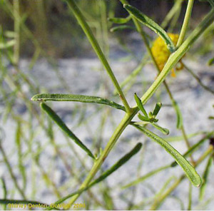 Balduina angustifolia