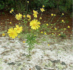 Balduina angustifolia