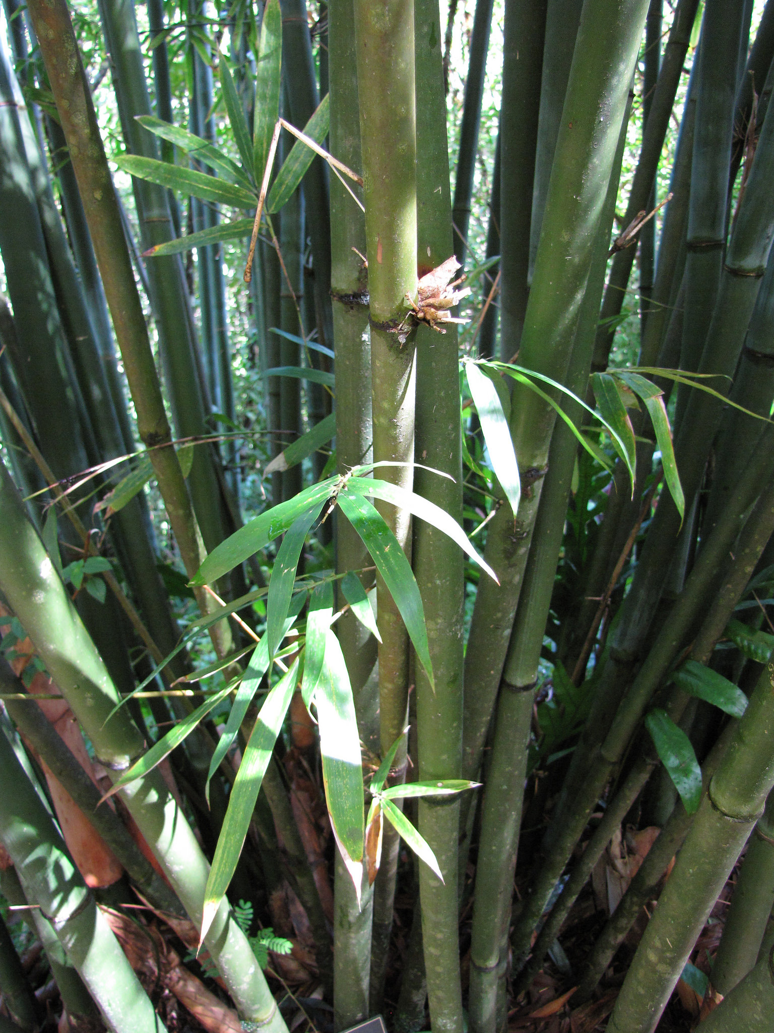Bambusa textilis
