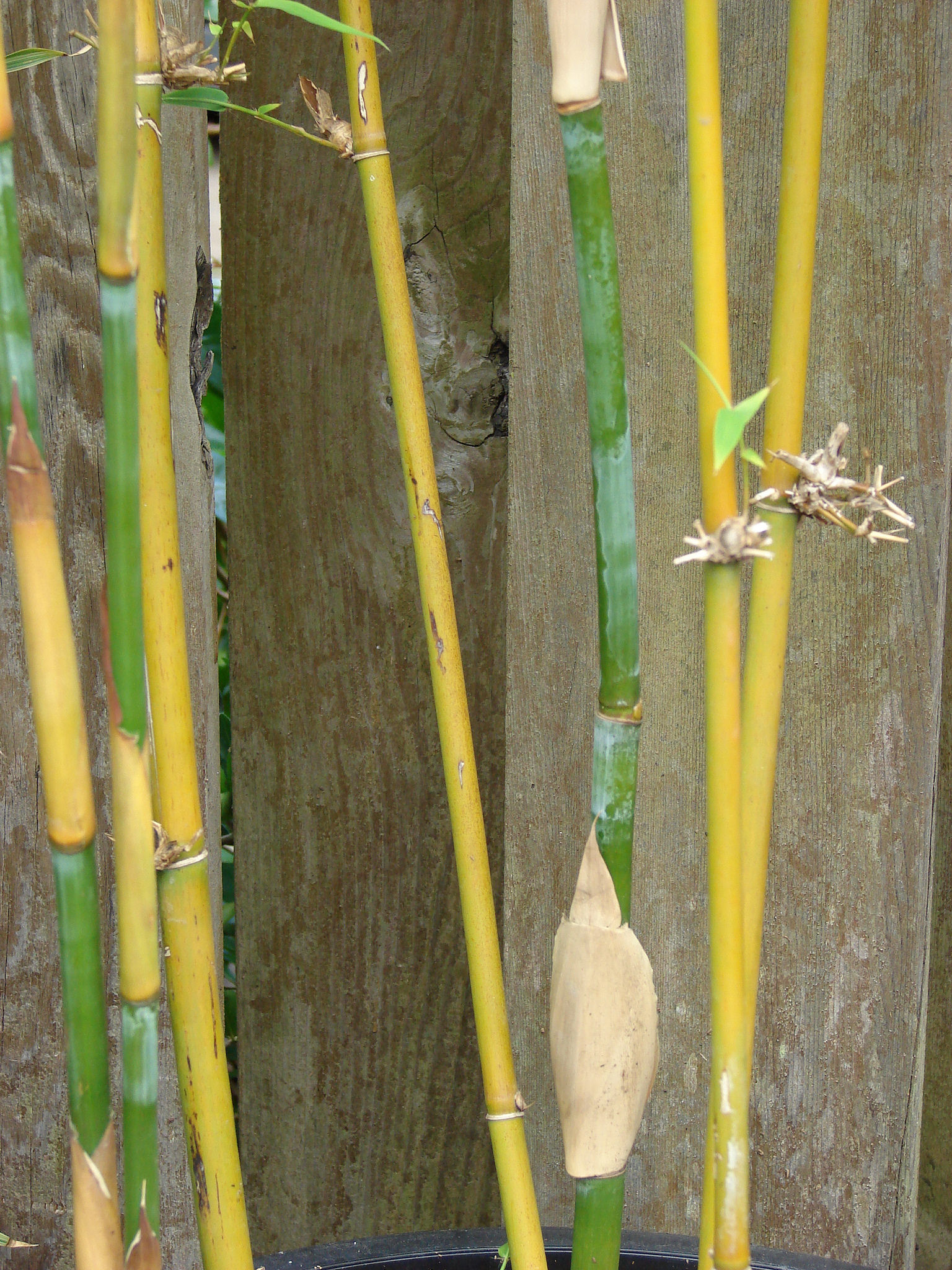 Bambusa textilis