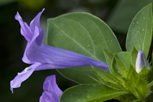 Barleria cristata