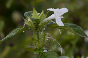 Barleria cristata