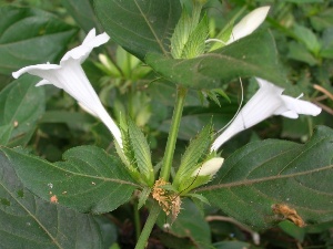 Barleria cristata