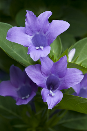 Barleria cristata