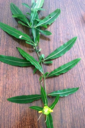 Barleria lupulina