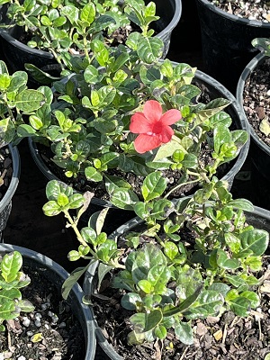 Barleria repens