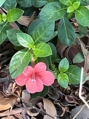 Barleria repens