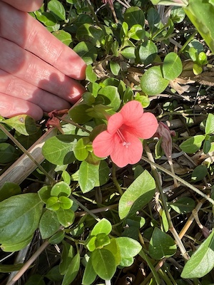 Barleria repens