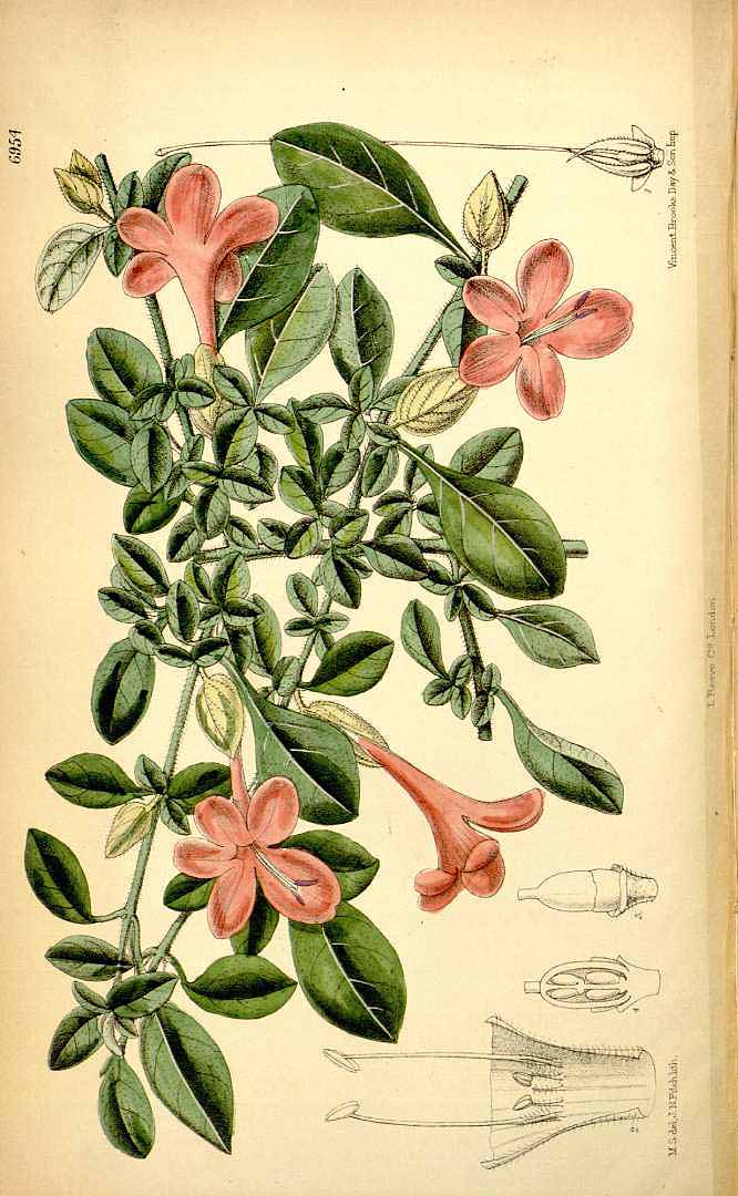 Barleria repens