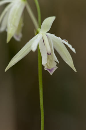 Basiphyllaea corallicola