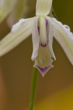 Basiphyllaea corallicola