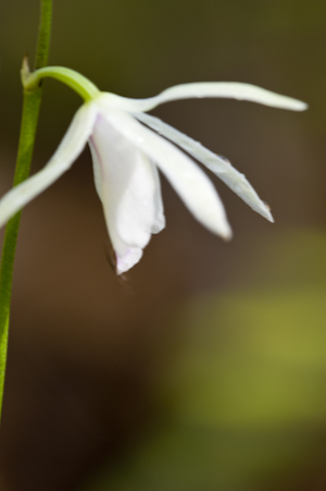 Basiphyllaea corallicola