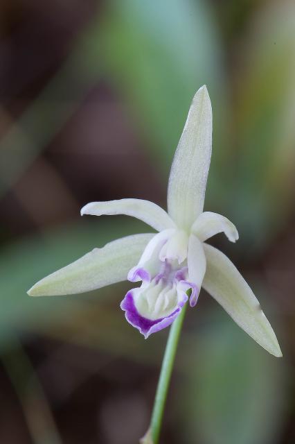 Basiphyllaea corallicola