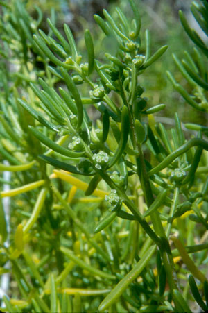 Batis maritima