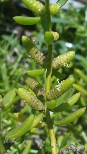 Batis maritima