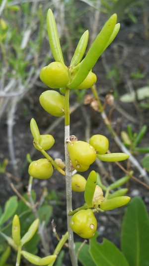 Batis maritima