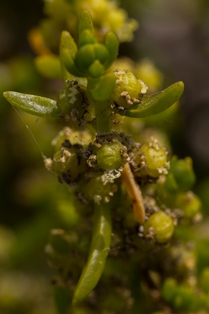 Batis maritima