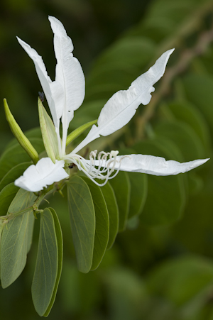 Bauhinia aculeata