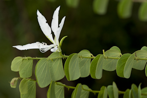 Bauhinia aculeata