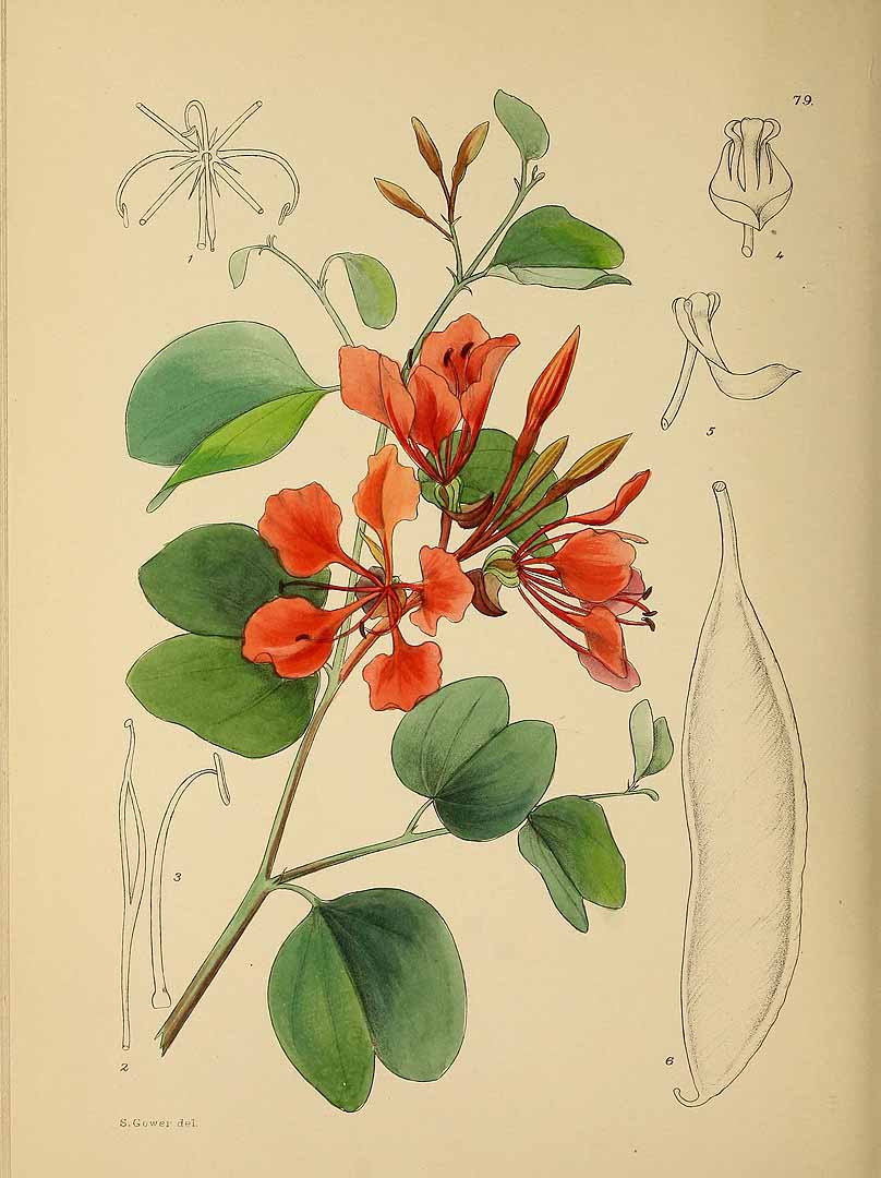 Bauhinia galpinii