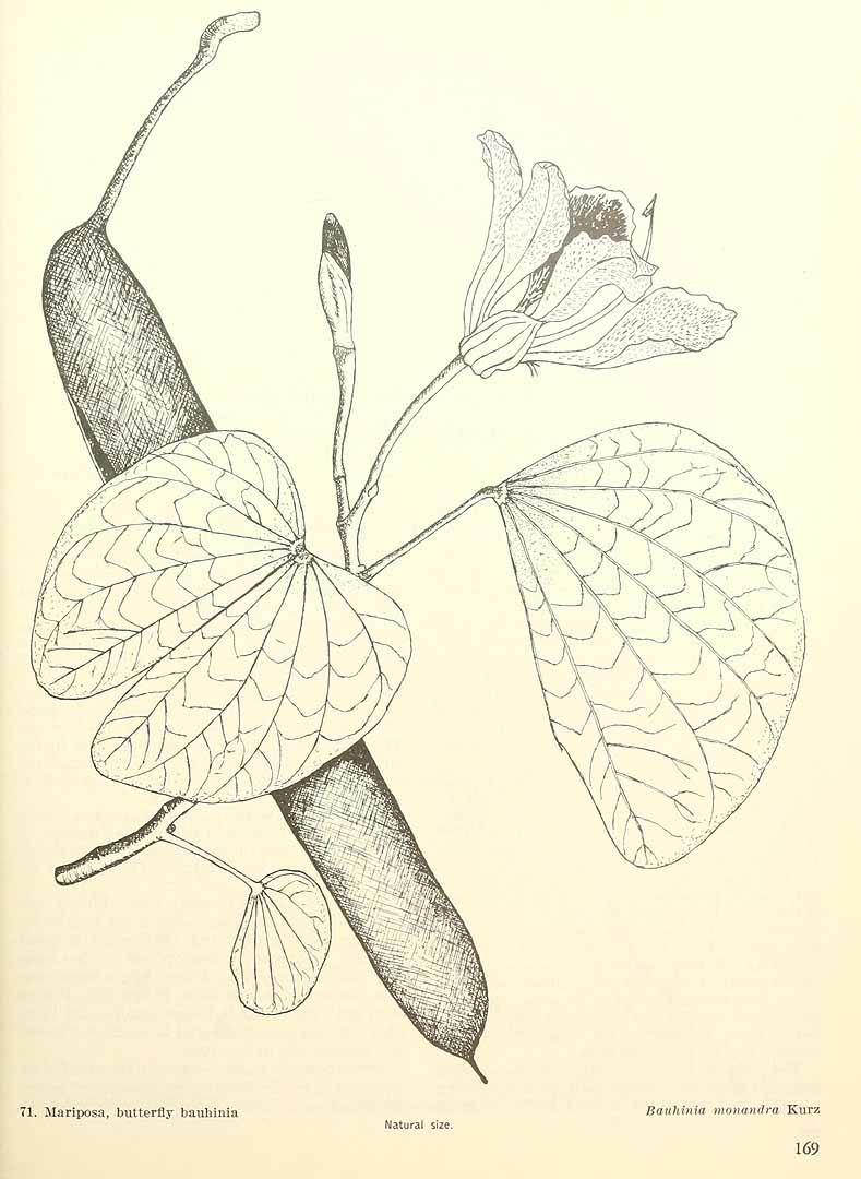 Bauhinia monandra